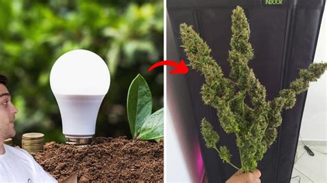 Leds De Casa No CULTIVO INDOOR YouTube