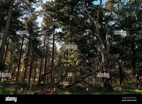 standing tree   forest stock photo alamy