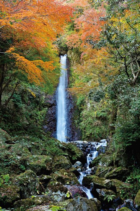 【Yoro Falls】A Beloved Landmark of Yoro Town | CHUBU-ROO!