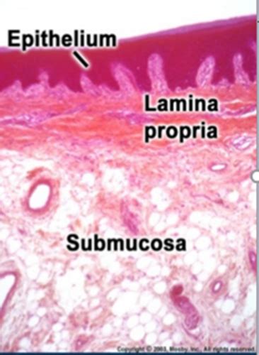 Oral Mucosa Salivary Glands Flashcards Quizlet