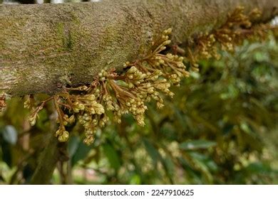 470 Durian Flower Bud Images, Stock Photos & Vectors | Shutterstock