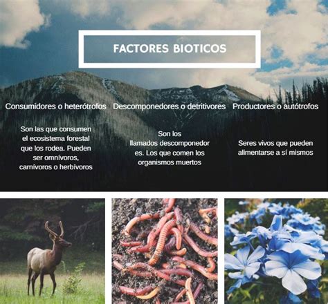 Factores Bioticos Y Abioticos Definicion Y Ejemplos Nuevo Ejemplo