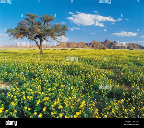 Namib desert bloom hi-res stock photography and images - Alamy