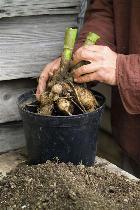 Planting Up Your Dahlia Tubers Growing Dahlias Plants Planting Dahlias