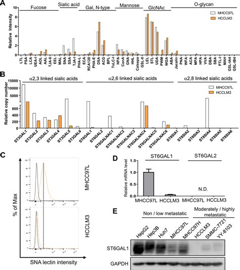 The expression levels of cell surface α2 6 sialylation and the