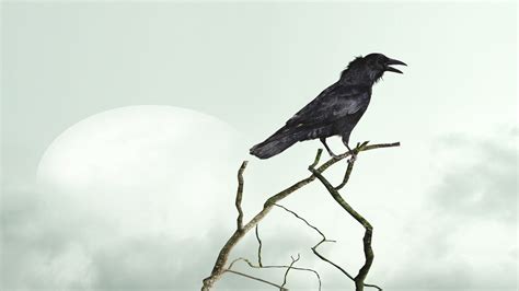 Crow Background HD Wallpaper 29085 - Baltana