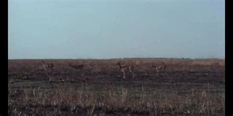 Safari Tiger Big Ass Tnaflix