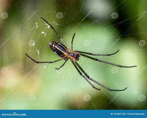 Tetragnathidae Long Jawed Orb Weaver Spider In A Web Stock Image