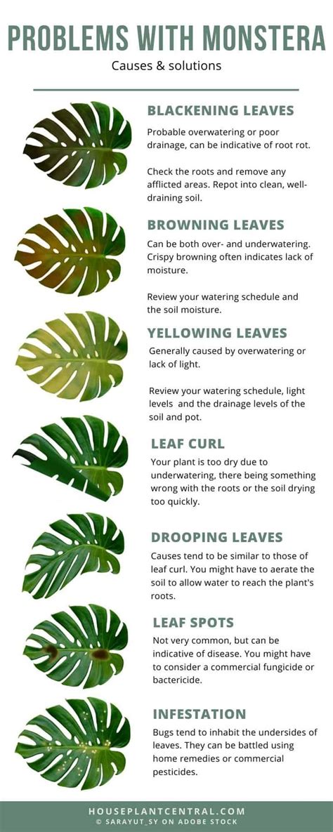 A Poster With Green Leaves And The Words Problems With Monstera Written