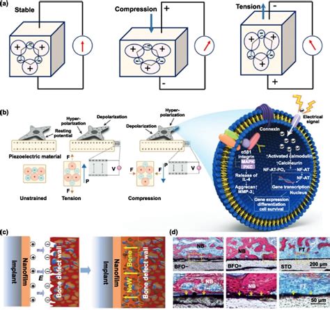 3D 4D Printed Bio Piezoelectric Smart Scaffolds For Next Generation