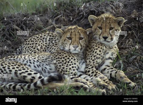 Two Cheetahs Lying Together Stock Photo Alamy