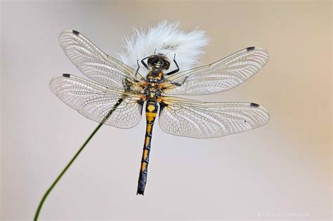 Große Moosjungfer Naturfotografie G M Dahmen Bilder Fotos