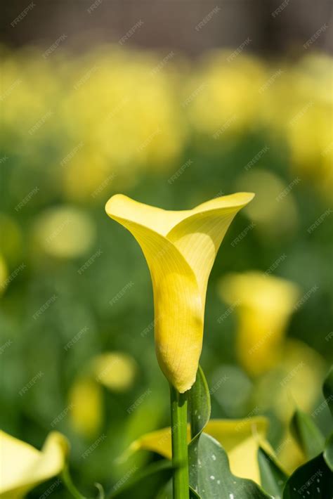 Premium Photo | Beautiful yellow calla lily in the garden