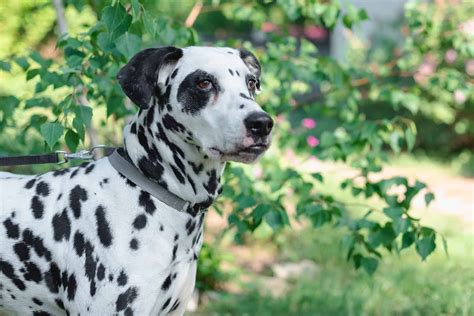 5 Dalmatian Breeders In Ontario: Spot The Best Breeders