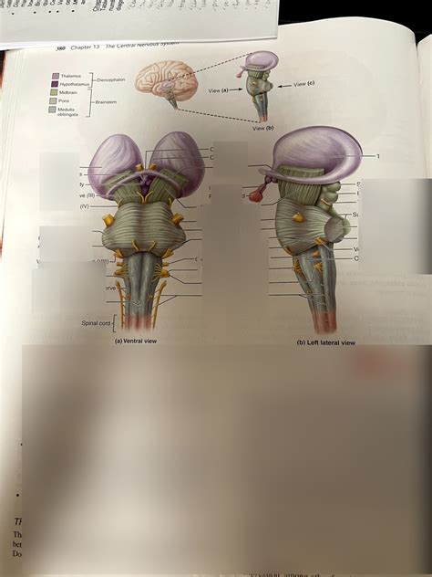 Bio 228 Diagram Quizlet