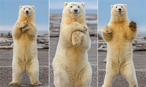 Polar Bear Cub Shows Off Its Dance Moves In Alaska Daily Mail Online