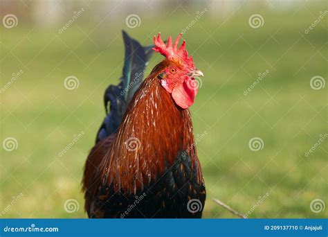 Colorida Raza De Gallo Rheinlander Huhn Pollo Gallus Gallus Gallus