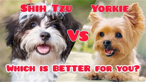 Shih Tzu Vs Yorkie Which Is Better For You Youtube