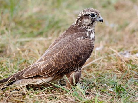 Juvenile Peregrine Falcons Identification Guide With Birdfact