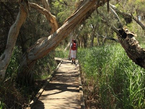 A Person Walking Down A Wooden Walkway In The Woods