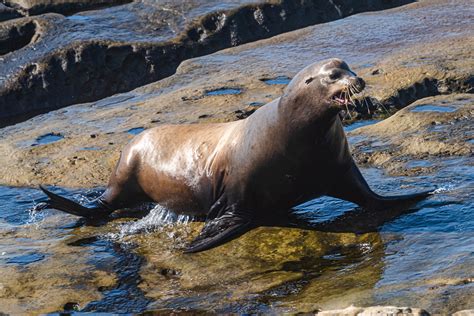 Sea Lions At La Jolla Cove September Sea Lions A Flickr