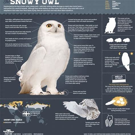 What is a snowy owl's diet? - DIY Seattle