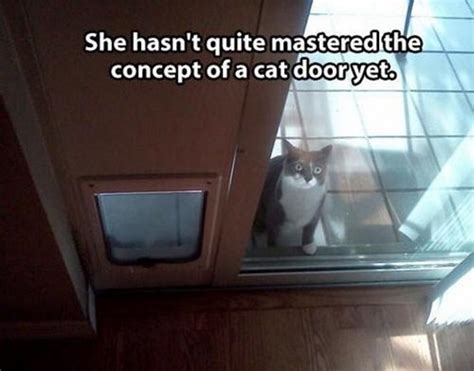 Shes Mastered The Face That Gets You To Open The Door Lolcats Lol