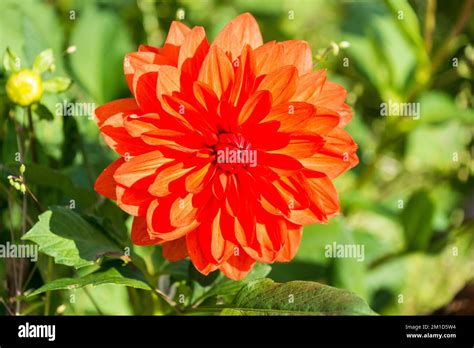 The Blossom Of A Dahlia Named Stadt Spremberg Stock Photo Alamy