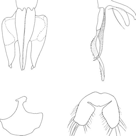 Calliphora Vicina Calliphoridae Diptera A Mouthparts Irst Instar