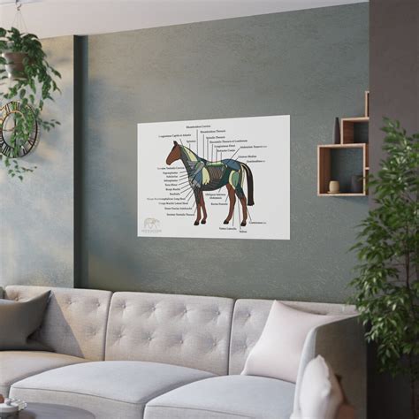 Equine Anatomy Satin Poster Middle Muscle Layer - Etsy