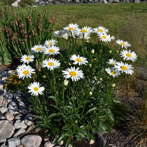 Becky Shasta Daisy | Platt Hill Nursery