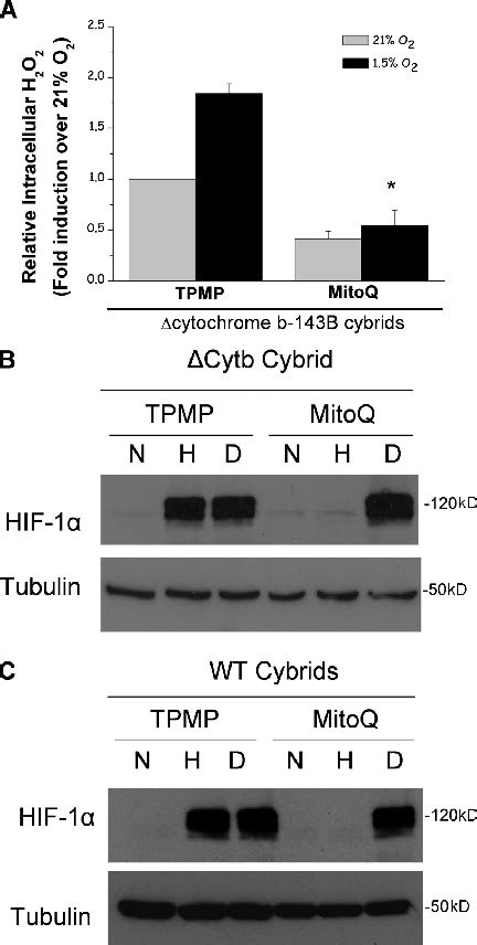 Mitochondrial Targeted Antioxidant Mitoq Prevents Hypoxic Stabilization