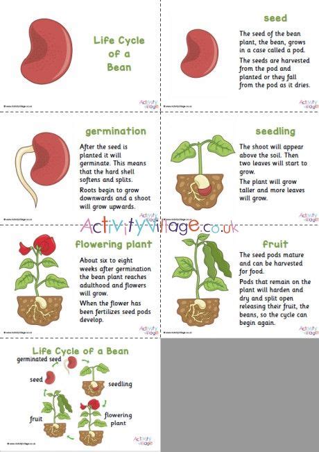 Pinto Bean Plant Life Cycle