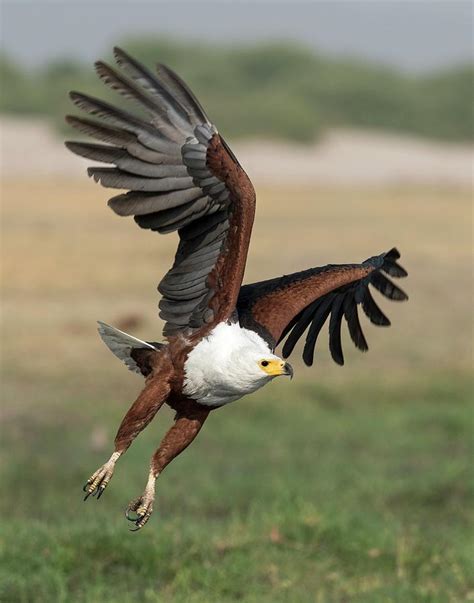 African Fish Eagle Photograph By Tony Camachoscience Photo Library