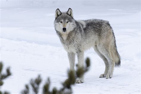 Winter Yellowstone Magic – McKay Photography Academy | Tours & Classes