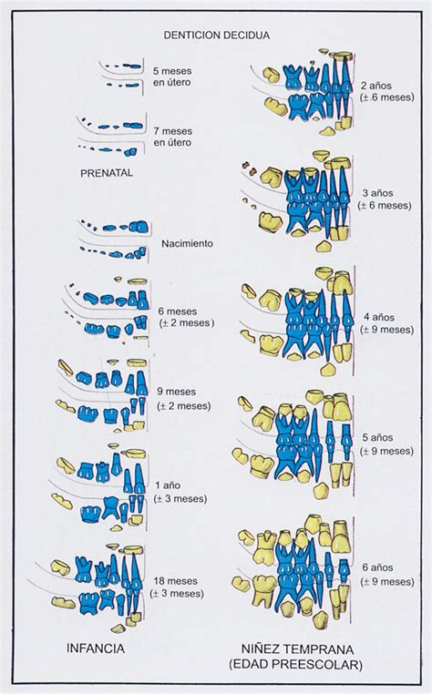 Odontologia Total Cronologia De Erup O Dos Dentes Permanentes E