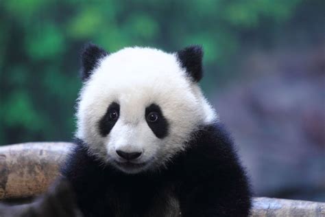 Panda Twins Born Via Artificial Insemination In China | HuffPost