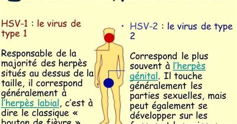 Herpès génital symptômes et traitements