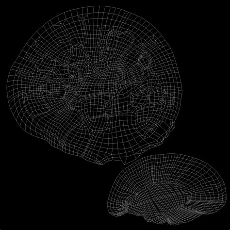 brain anatomy 3d model