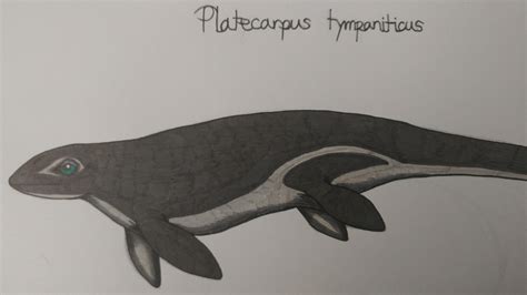 Platecarpus Tympaniticus Fandom