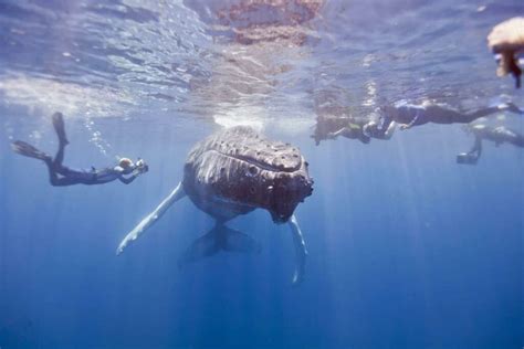 Where to Swim with Whales and Whale Sharks – Sustainable Planet News