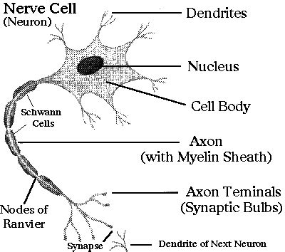 Human Nerve Cell Diagram