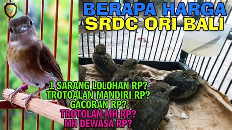 Harga Burung Srdc Homecare