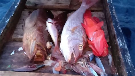 Hasil Sore Kerapu Kurisi Merah Ikan Kerapu Merah Spot Belanda