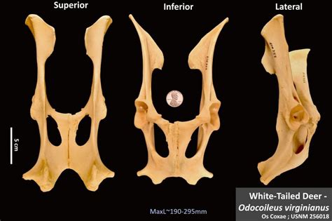 White Tailed Deer Os Coxae Osteoid Bone Identification