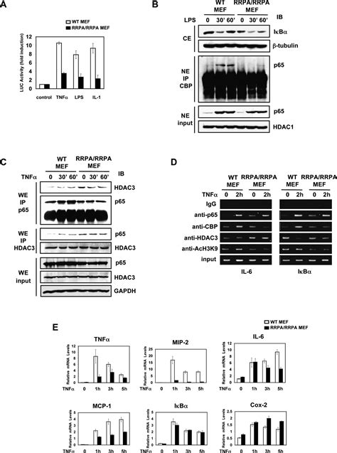 Repression Of Gene Expression By Unphosphorylated Nf κb P65 Through