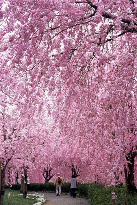 【桜・見頃】常陸風土記の丘茨城県茨城県｜桜名所 全国お花見1000景2019 ウォーカープラス