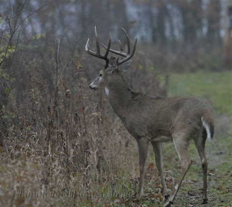 Hunting Iowa Wildlife with a Camera | Iowa Wildlife Habitat Services