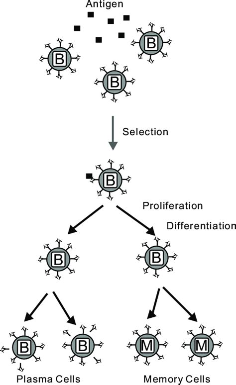 An Overview Of The Clonal Selection Principle Download Scientific Diagram