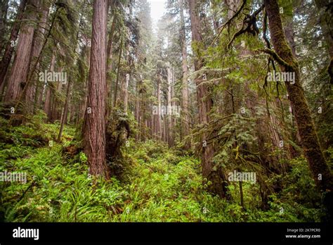 Redwood trees in Northern California Stock Photo - Alamy